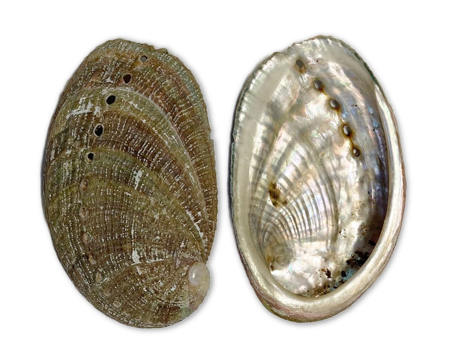 Uchwyty na kadzidełka z muszli Abalone 5x3cm (x2)