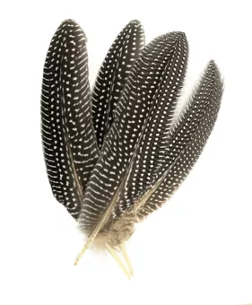 Pióra grochowe x10 15-20cm